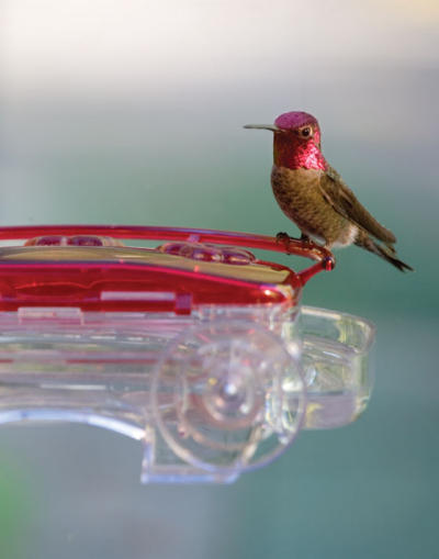 Anna's Hummingbird on Feeder