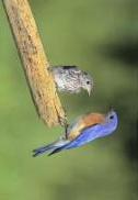 Bluebird, E - male with fledgling 20240